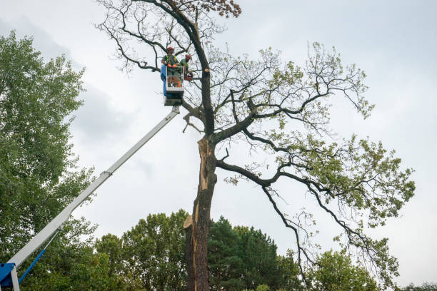 Best Tree Cabling and Bracing  in Pine Bluffs, WY