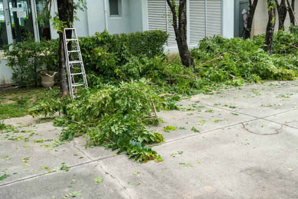 How Our Tree Care Process Works  in  Pine Bluffs, WY