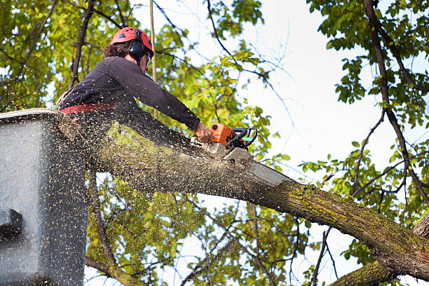 Best Tree Maintenance Programs  in Pine Bluffs, WY